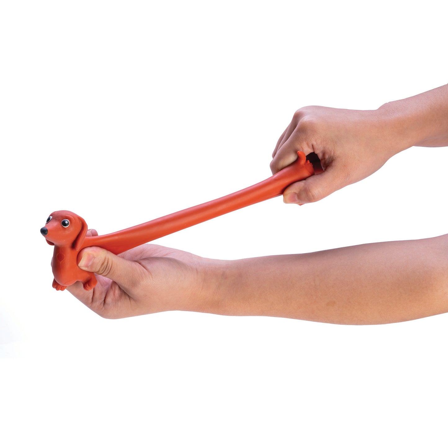 Super Stretch Dachshund